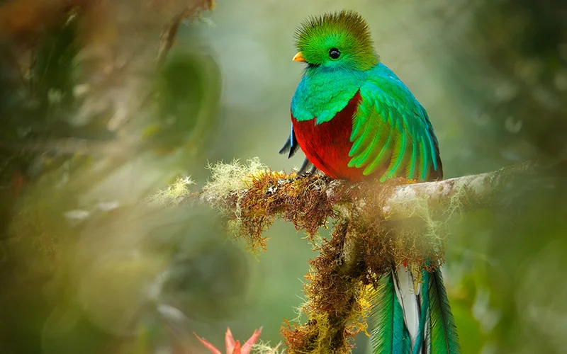 Costa Rica’s colorful quetzal bird also known as a “feathered serpent”