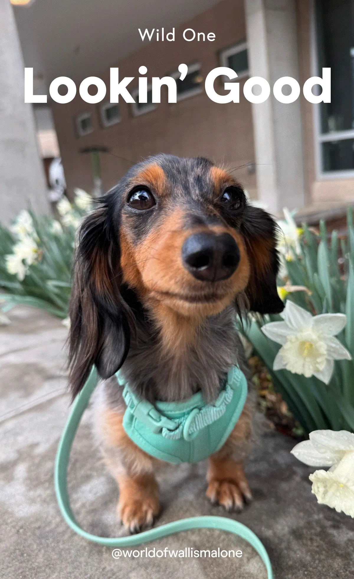 Lookin' Good