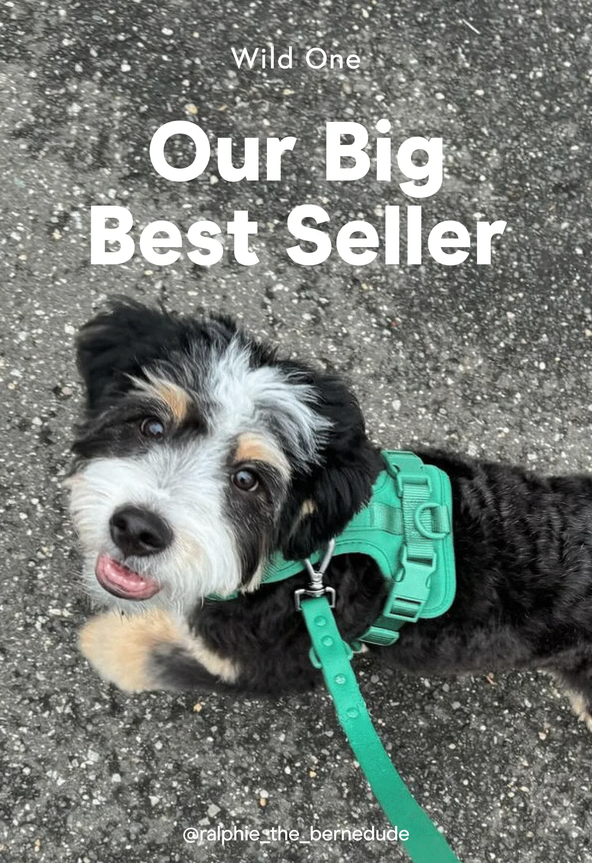 Our Big Best Seller