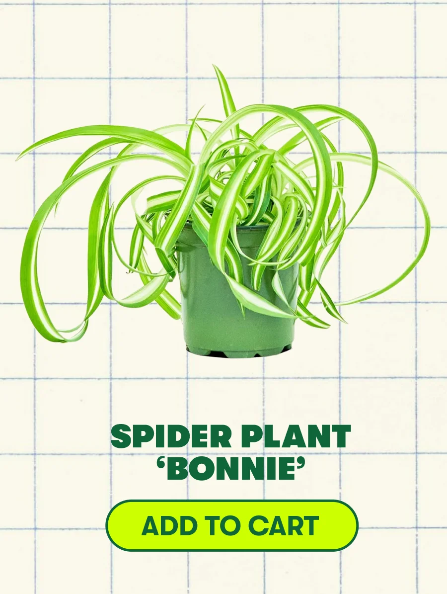 Spider Plant ‘Bonnie’ [ADD TO CART]