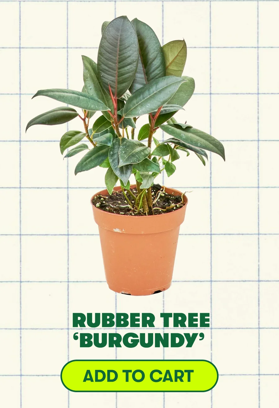 Rubber Tree ‘Burgundy’ [ADD TO CART]