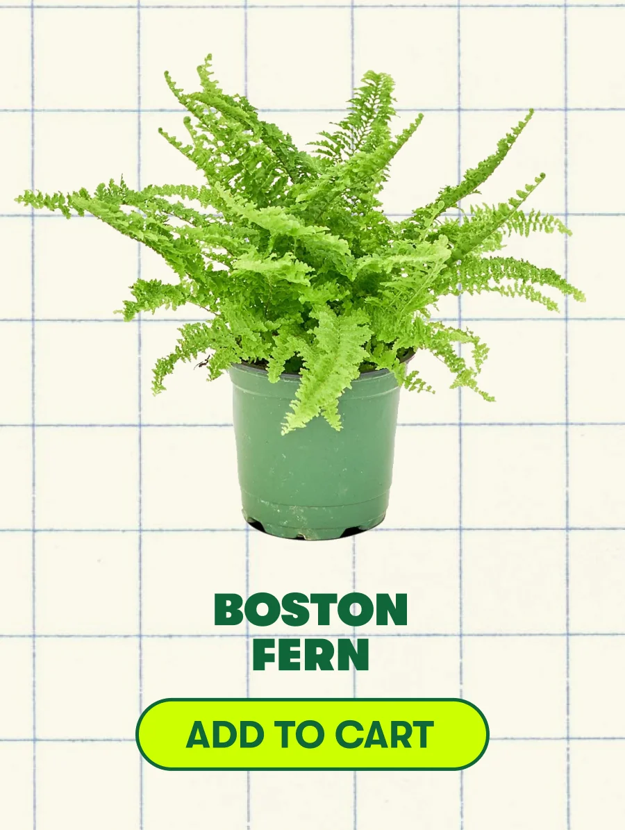Boston Fern [ADD TO CART]