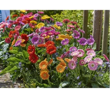 Roberta's 4-Piece Sweet Series Hardy Gerber Daisy Live Plants