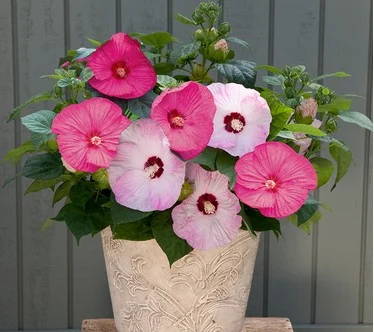 Roberta's 1PC 2-in-1 Honeymoon Hardy Hibiscus Live Plants