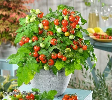 Roberta's 3-Piece Patio Veggies Variety Pack Live Plants