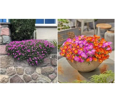Roberta's 6pc Ocean Sunset Series Ice Plant Live Plants