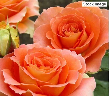 Cottage Farms 1-Piece Maria Stern Rose Bareroot Plant