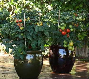 Roberta's 3-Piece Tomato Lover's Variety Pack Live Plants