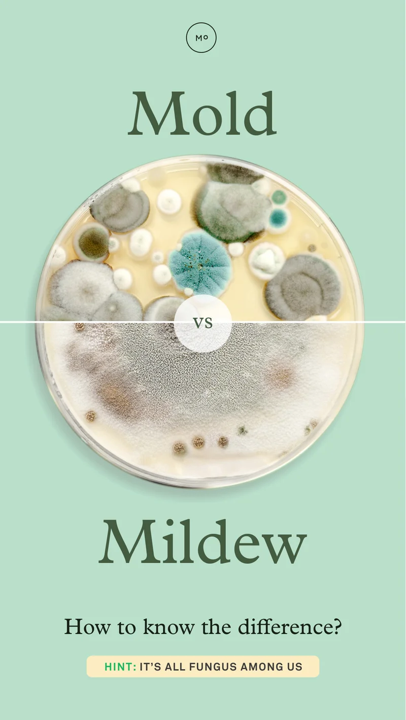Mold vs. Mildew: How to know the difference?