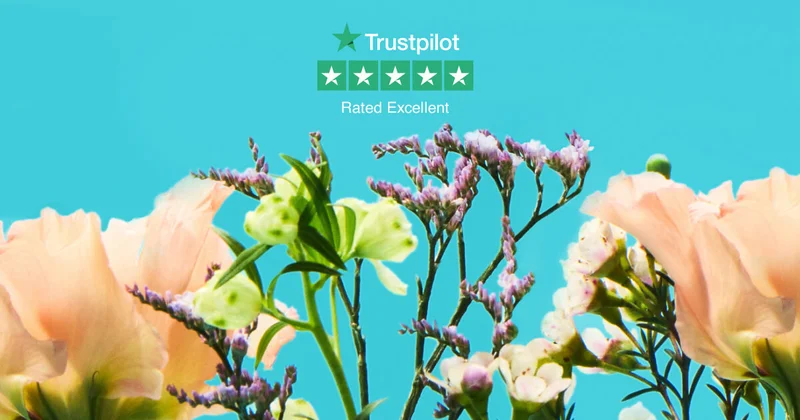 Trustpilot 5 Star Rated Excellence