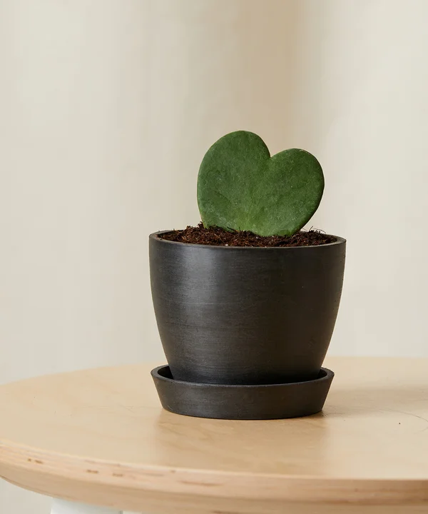 Image of Hoya Heart