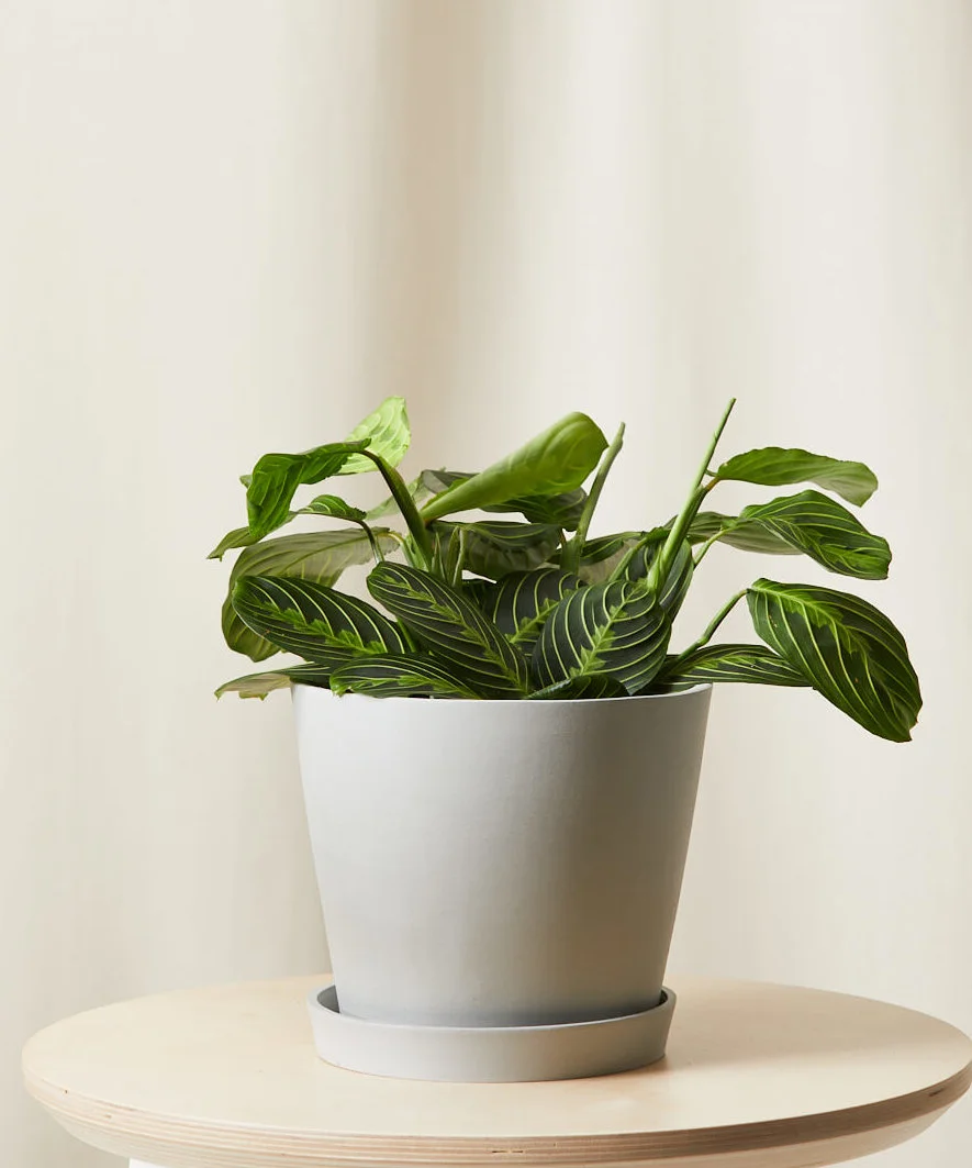 Image of Neon Prayer Plant