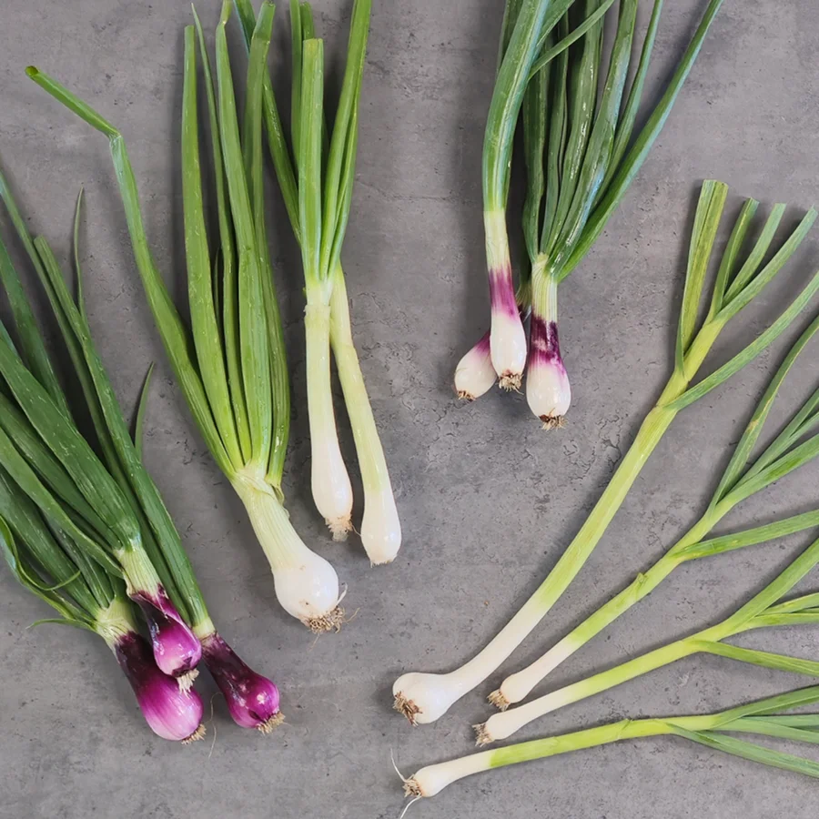 Mystery Spring Allium Bundles