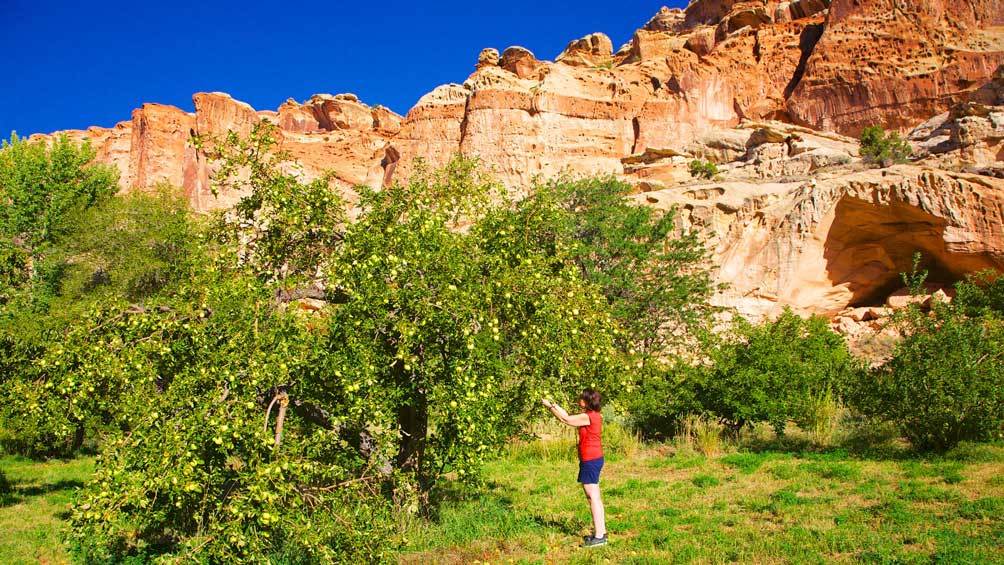 Image description: A person picking green apples at an orchard in Fruita Historic District inside Capitol Reef National Park.