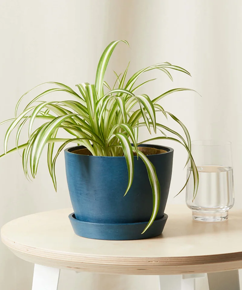 Image of Spider Plant SM