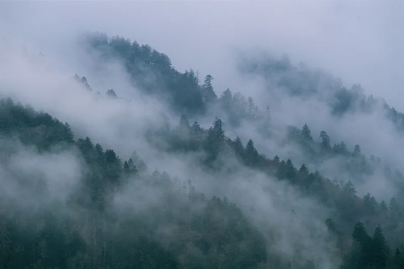 Legend has it the forest is full of cryptids and the paranormal—horror stories set in the Appalachian Mountains are rampant on social media, particularly on TikTok under #HauntedAppalachia.