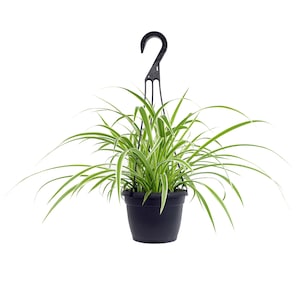 Up to 35% Off Select House Plants