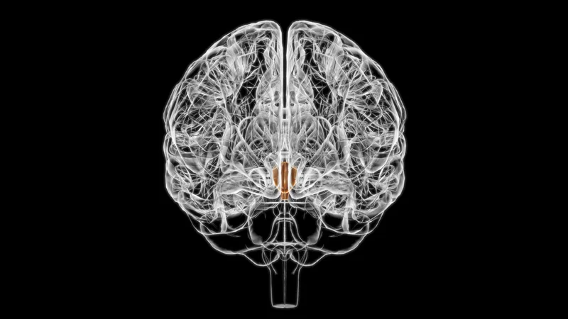 Researchers have identified a group of neurons in the brain’s hypothalamus (brown) responsible for triggering hot flashes, which last between 30 seconds and 5 minutes and strike several times a day. Women are missing work, changing jobs, and turning down opportunities for advancement because of these symptoms.