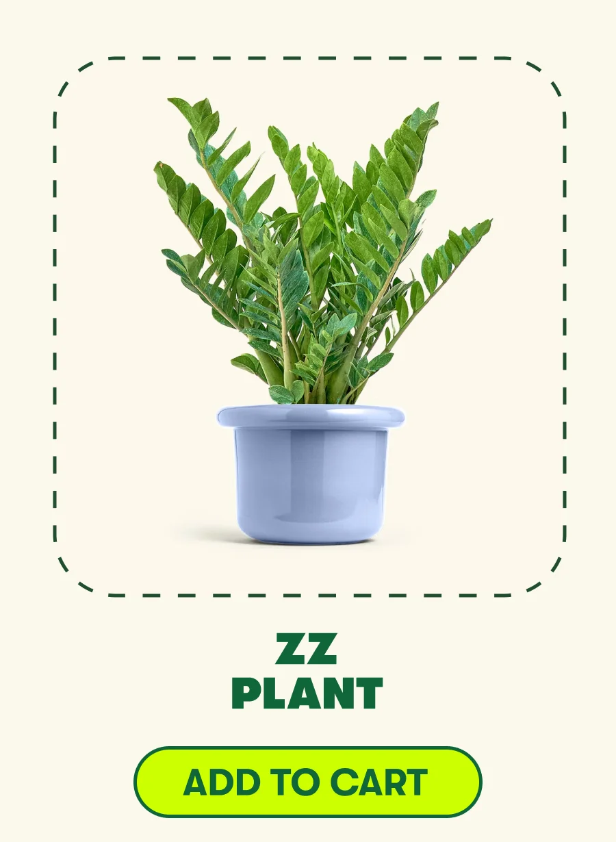 Zz Plant  [ADD TO CART]