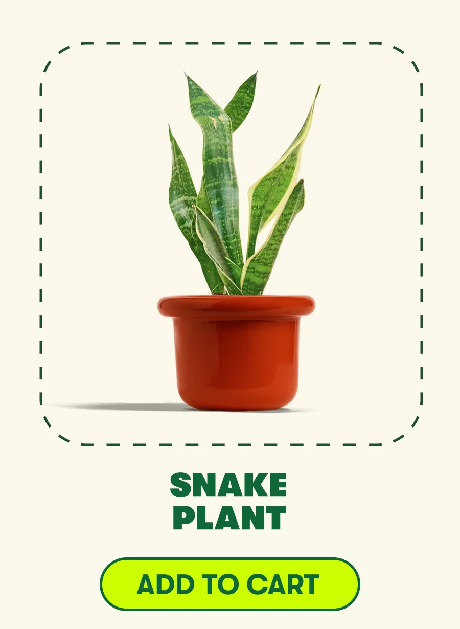SNAKE PLANT [ADD TO CART]