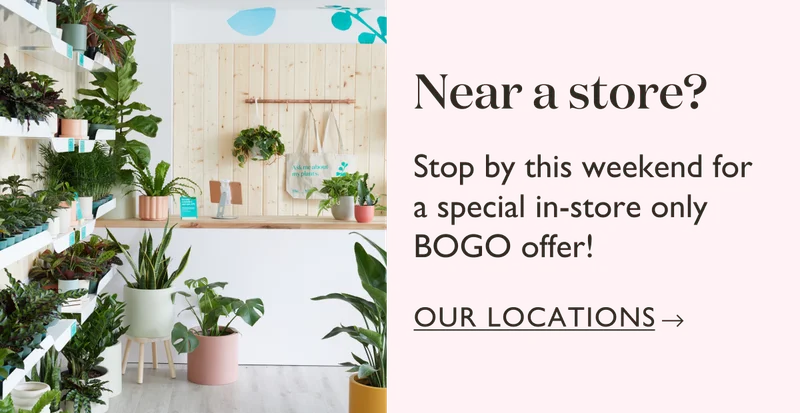 Near a store? Stop by this weekend for a special in-store only BOGO offer!