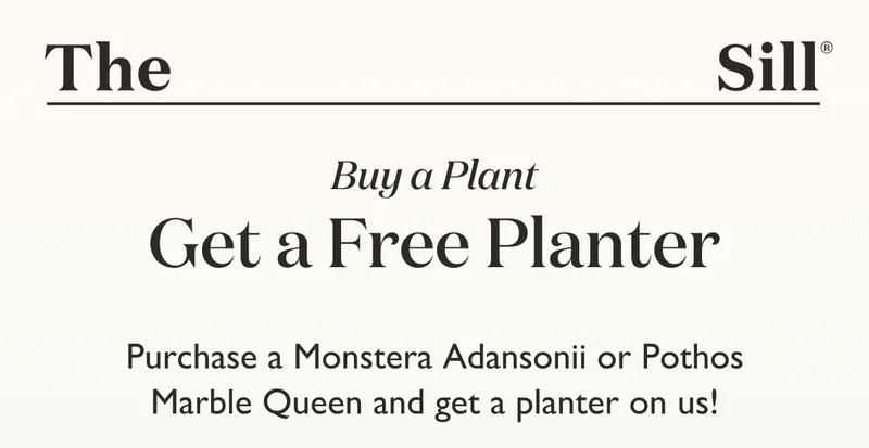 Purchase a Monstera Adansonii or Pothos Marble Queen and get a planter on us!