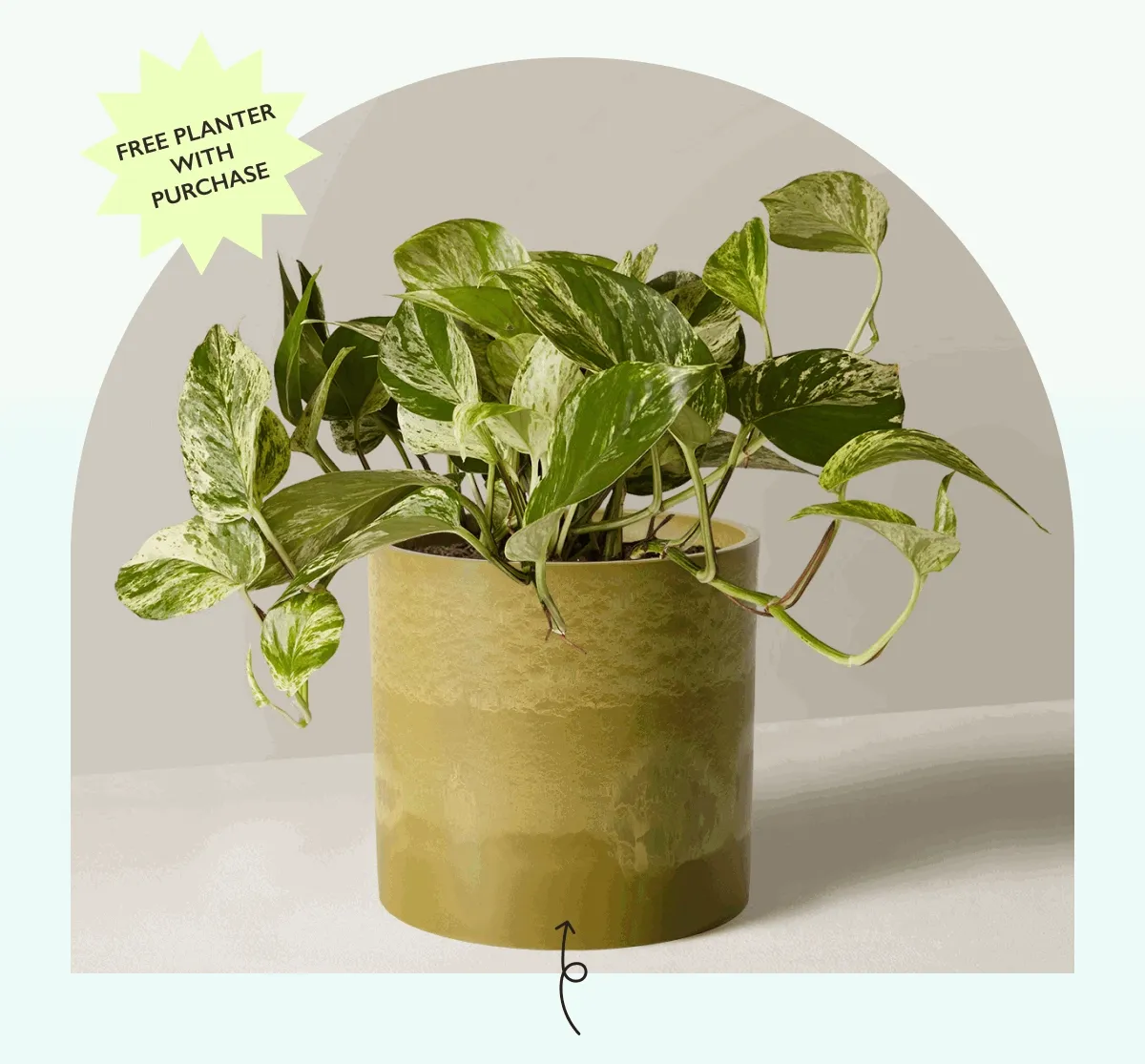 Free Planter with Purchase!