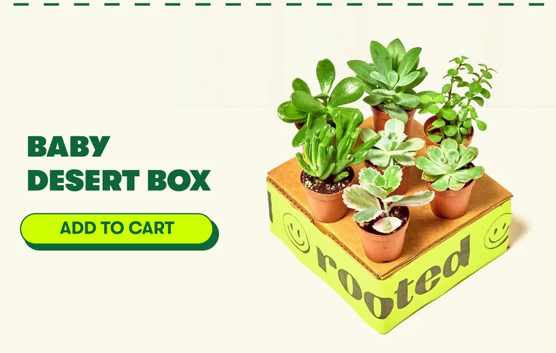 Baby Desert Box  [ADD TO CART]