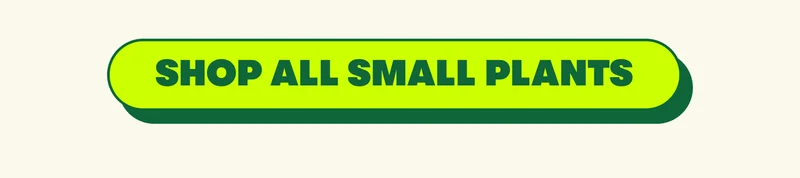 SHOP ALL SMALL PLANTS  [ADD TO CART]