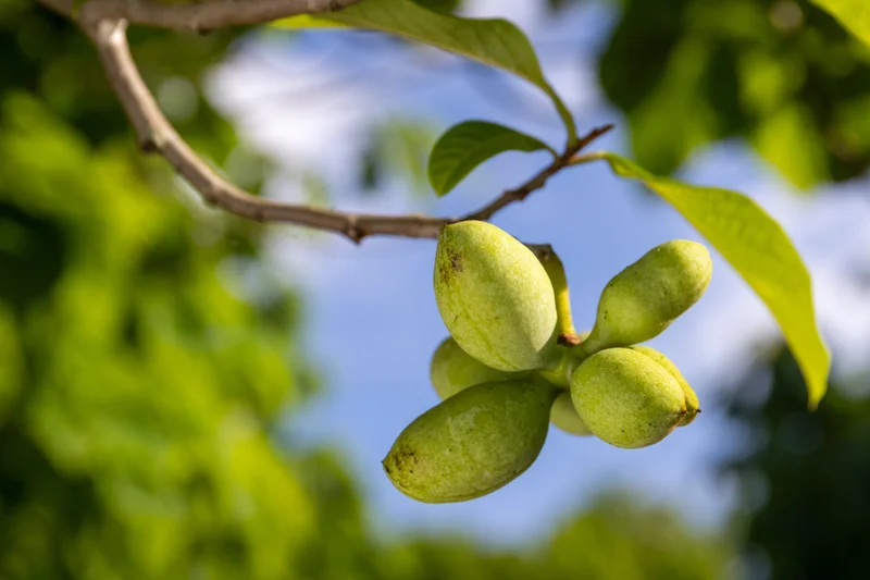 PawPaw fruit hang in a tree