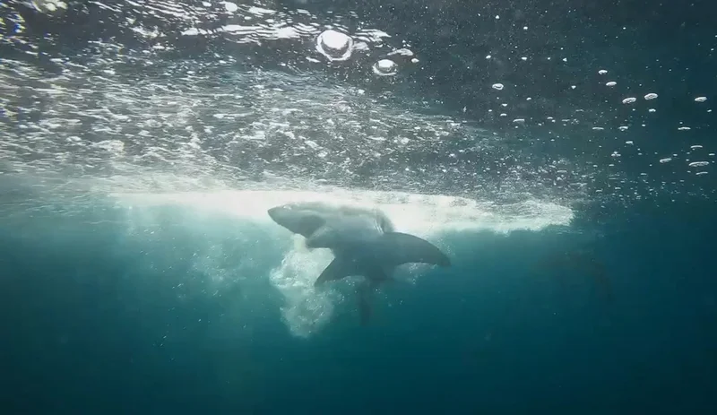 a baby great white shark under water near the surface has taken bait