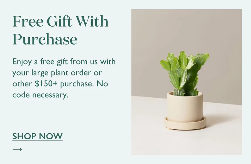 Enjoy a free gift from us with your large plant order or other $150+ purchase. No code necessary.