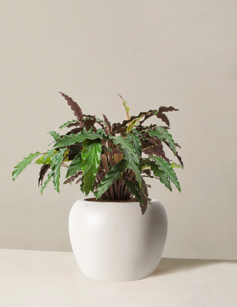 Image of Large Calathea Wavestar