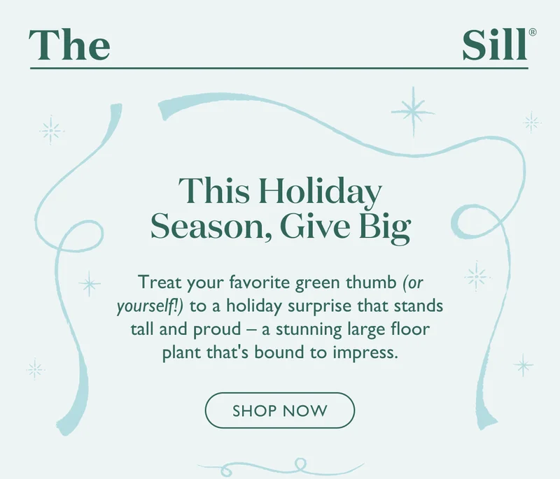 Treat your favorite green thumb, or yourself, to a holiday surprise that stands tall and proud - a stunning large floor plant that's bound to impress. Shop now!