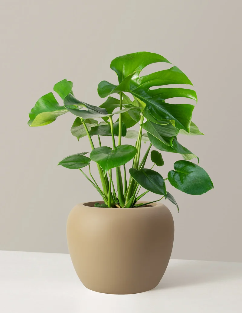 Image of Large Monstera Deliciosa