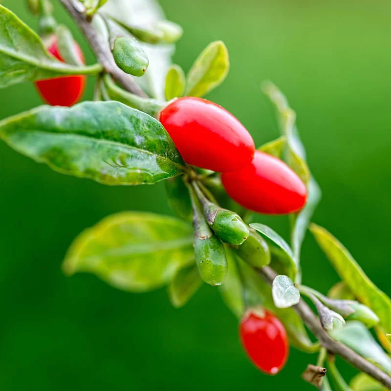 Image of Goji Berry