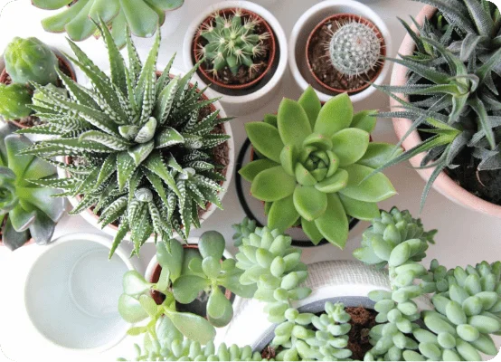 PLANTS