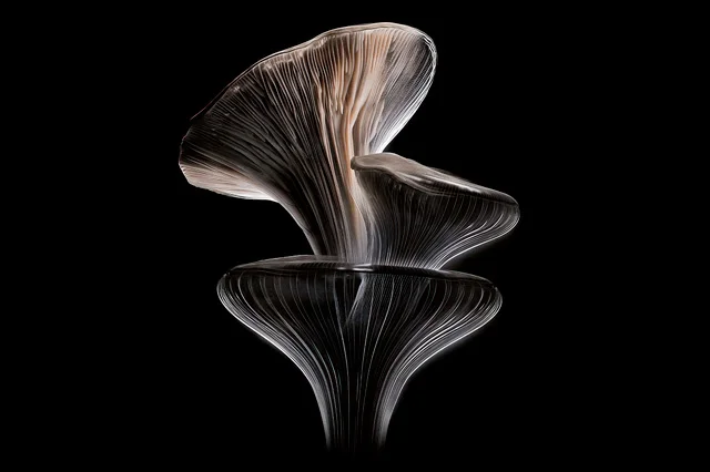 A stack of oyster mushrooms