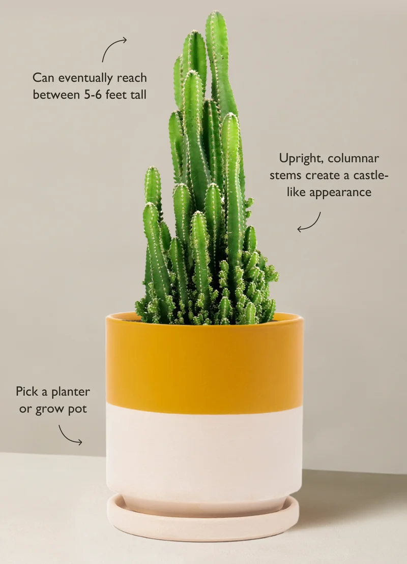 Add a touch of whimsy to your space with this crown-worthy cactus, named for its resemblance to the towers and spires of a regal chateau.