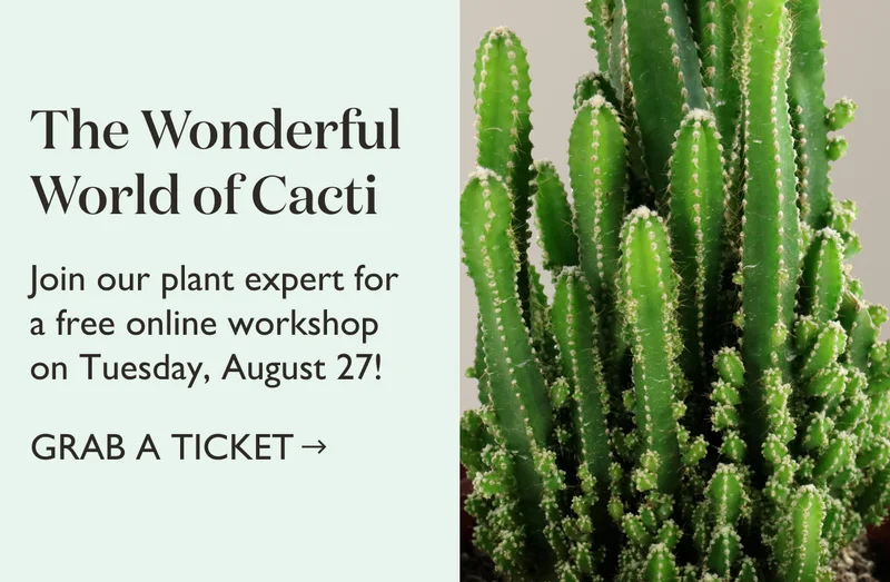 Cacti Online Workshop Tickets (Free!)