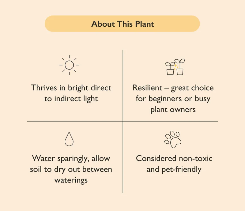 This plant is pet-friendly!