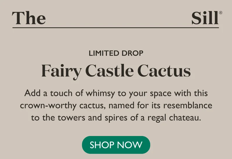 Limited Drop: Fairy Castle Cactus