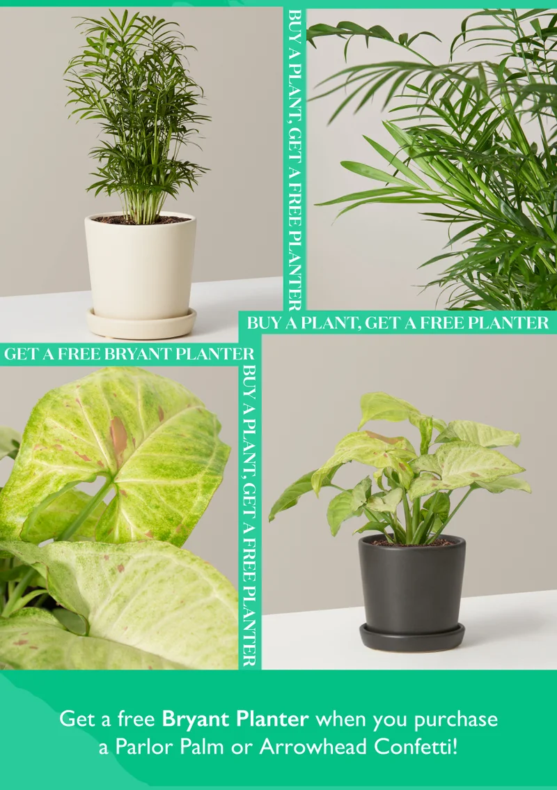 Get a free Bryant Planter with Parlor Palm or Arrowhead Confetti purchase.