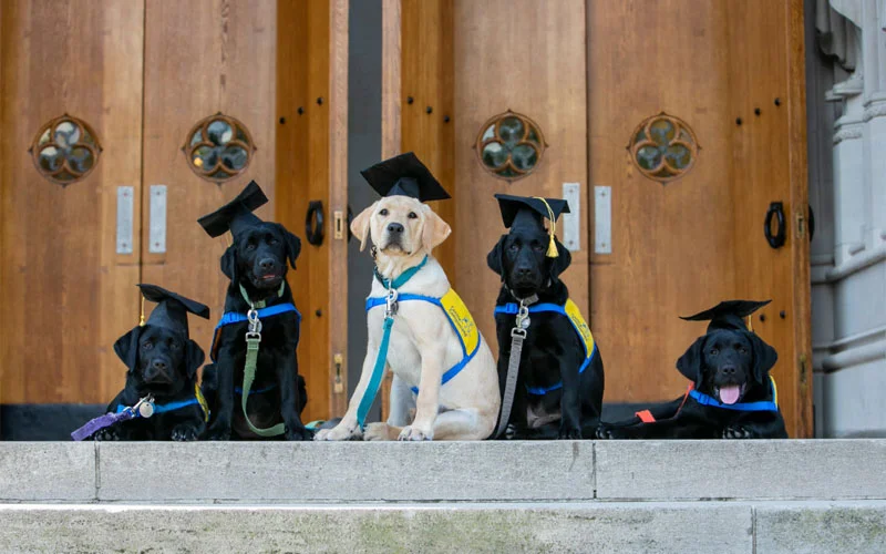 Duke University researchers have developed a program to study puppy development inspired by experiments used to study the cognitive development of human children. The program originally aimed to help determine which puppies might be good candidates for service dog training.
