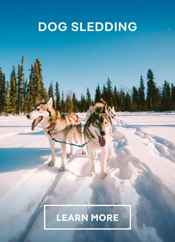 Dog Sledding – Click to View Cruises & Book Now Dog Sledding – Click to View Cruises & Book Now