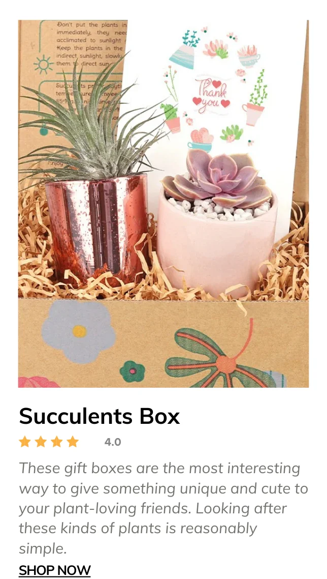 1 Airplant & 1 Succulent, Live Plant Christmas Holiday Gift Ideas