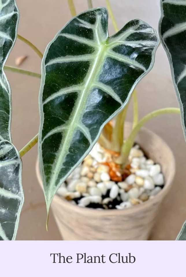 The Plant Club