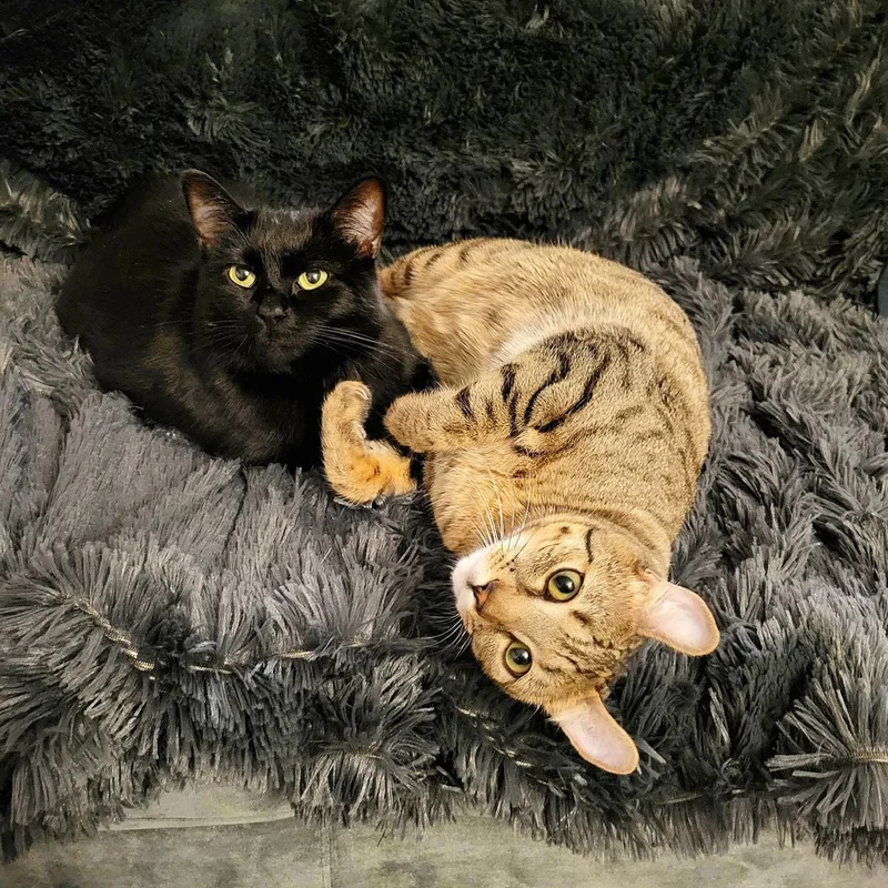 PawProof™ Throw Blanket