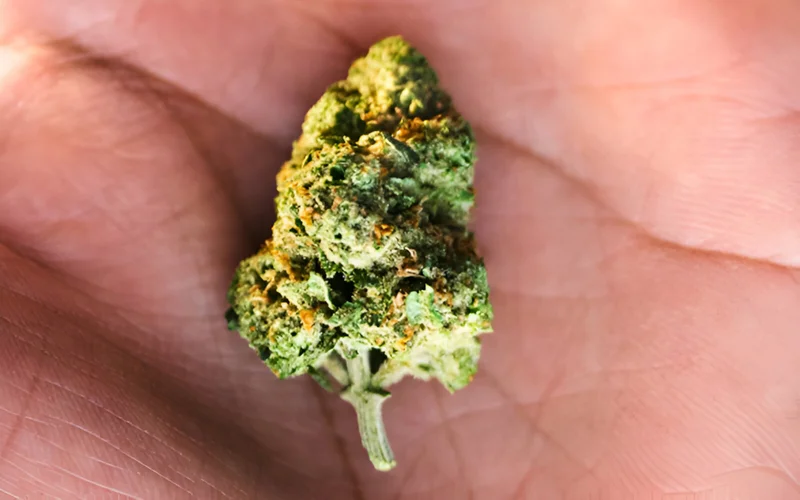 An image of marijuana in the palm of a hand.