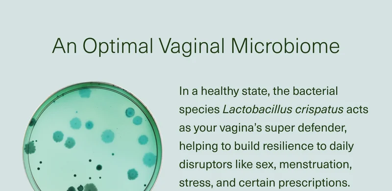 An Optimal Vaginal Microbiome. In a healthy state, the bacterial species Lactobacillus crispatus acts as your vagina’s super defender, helping to build resilience to daily disruptors like sex, menstruation, stress, and certain prescriptions.